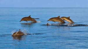 Muscat Sea Tours - Dolphin & Snorkeling